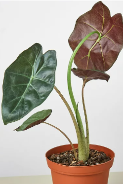 Alocasia Wentii