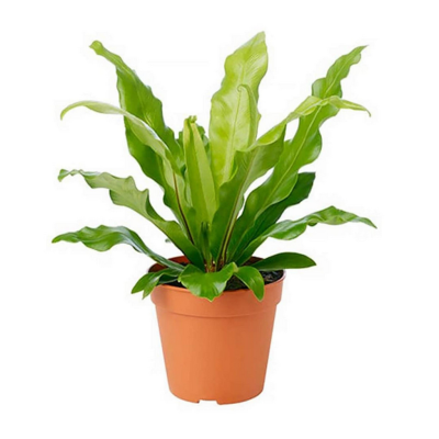 Bird's nest ferns (Asplenium nidus)