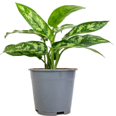 Aglaonema silver ( Chinese evergreens)