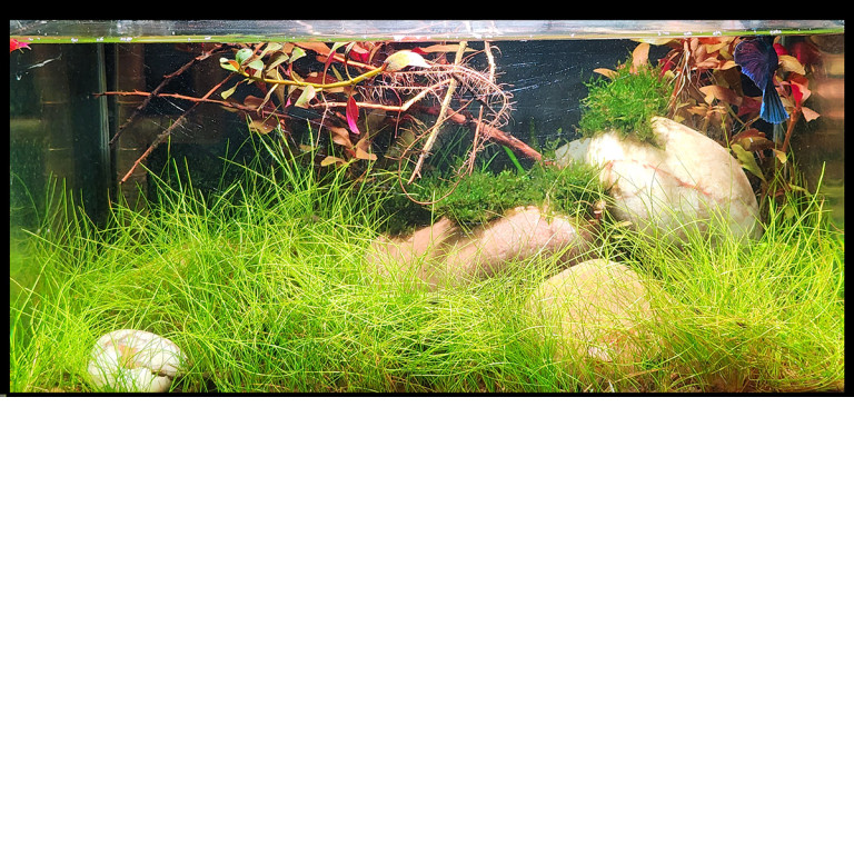 Aqua scaping –  An Art of arranging plants, rocks, and wood within an Aquarium