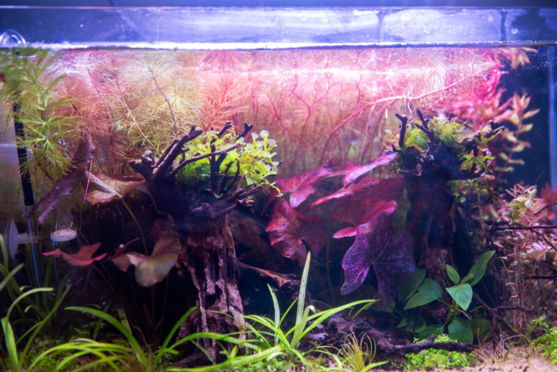 Design Aquarium-Aquascape "Red Forest" - Image 3