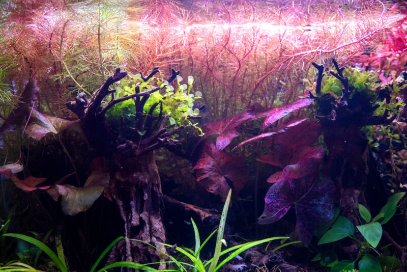 Design Aquarium-Aquascape "Red Forest" - Image 4