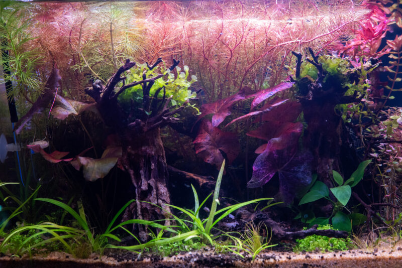 Design Aquarium-Aquascape "Red Forest" - Image 5