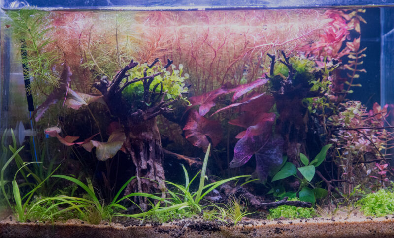 Design Aquarium-Aquascape "Red Forest" - Image 6