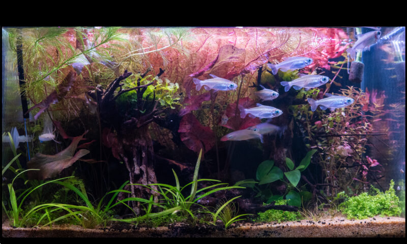 Design Aquarium-Aquascape "Red Forest"