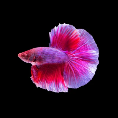 Betta Halfmoon