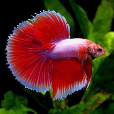 Betta Full Moon