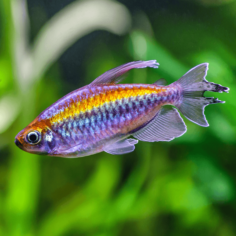 Congo Tetra