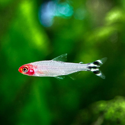 Rummy Nose Tetra Fish