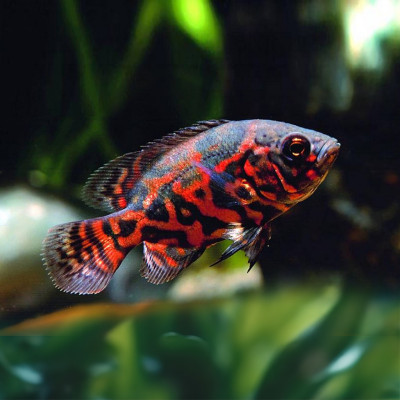 Red Tiger Oscar(Astronotus ocellatus)