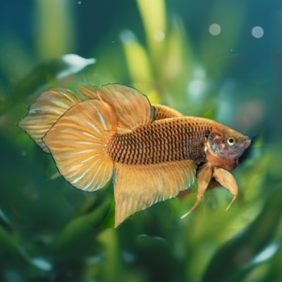 Wild Betta ( Hybrid Yellow)