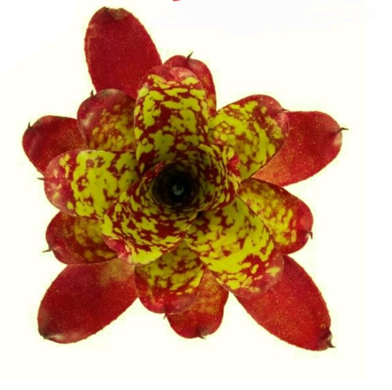 Neoregelia 'Hot Tiger'