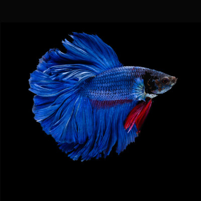 Betta Halfmoon (Blue)