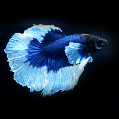Betta Halfmoon (Butterfly)