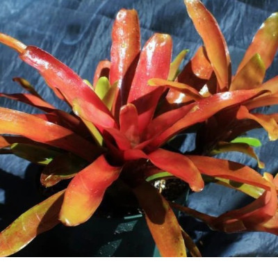 Neoregelia Fireball bromeliad