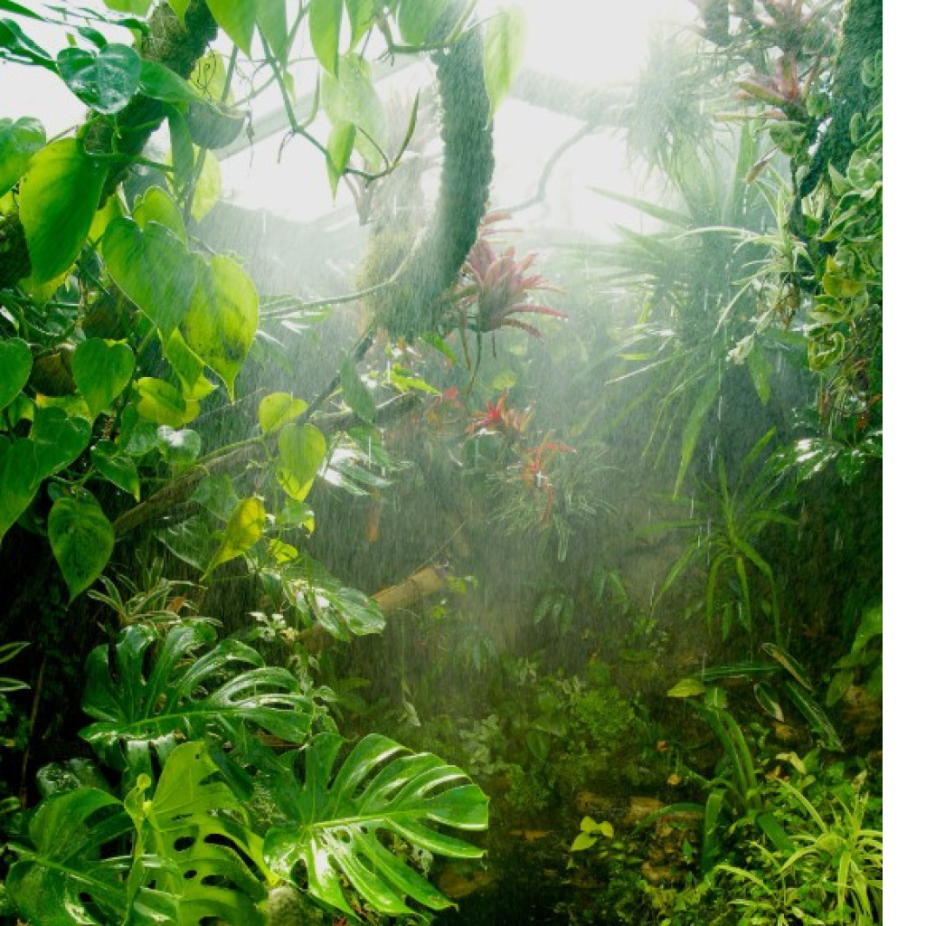 Understanding and Creating          a Paludarium: A Comprehensive Guide
