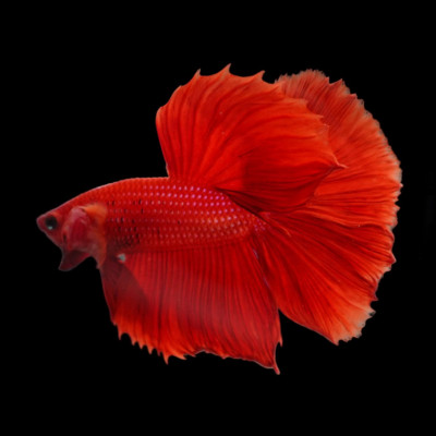 Betta Halfmoon ( Red )