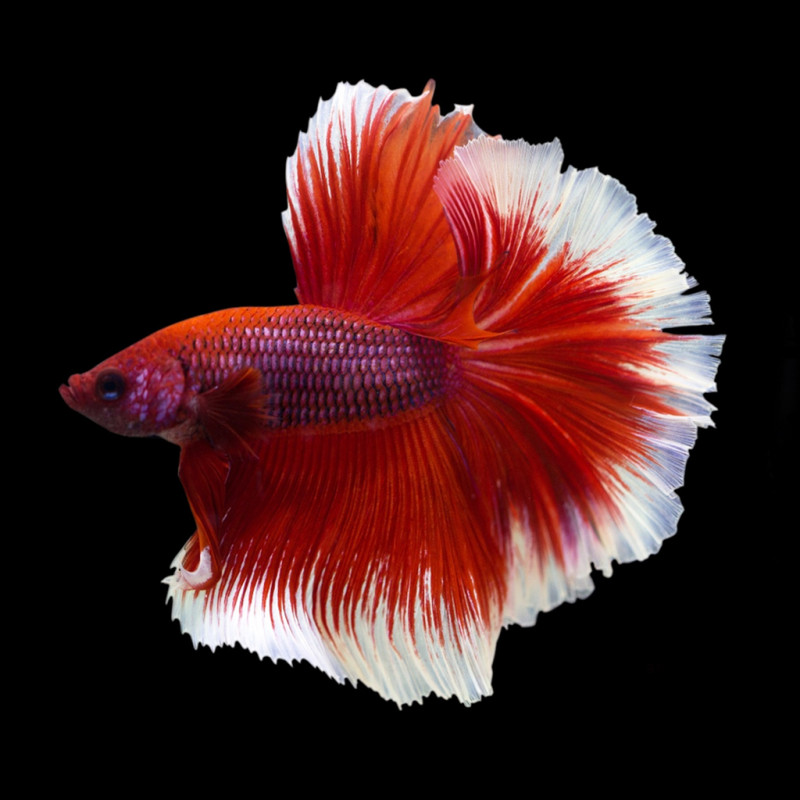 Betta Halfmoon ( Butterfly Red)