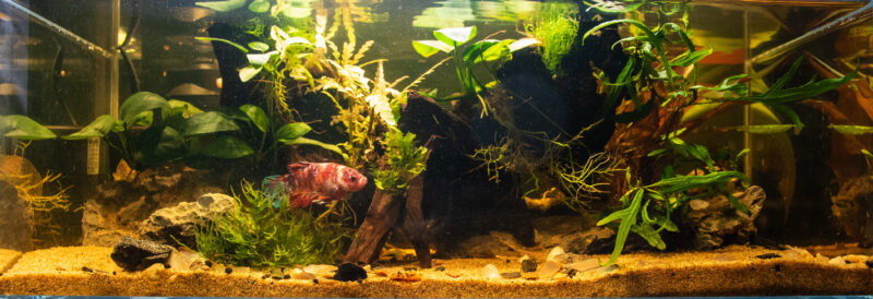 Design Aquarium-Aquascape “