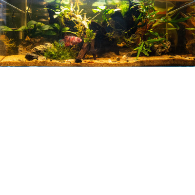 Design Aquarium-Aquascape “