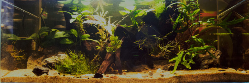 Design Aquarium-Aquascape “ - Image 3