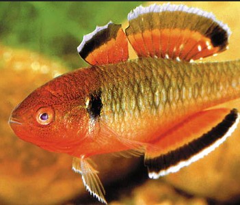 Empire Gudgeon-Hypseleotris compressa - Image 3