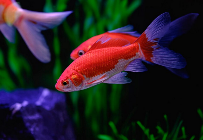 Aquatic Live Fish