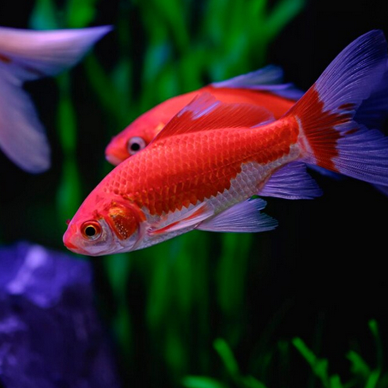 fish