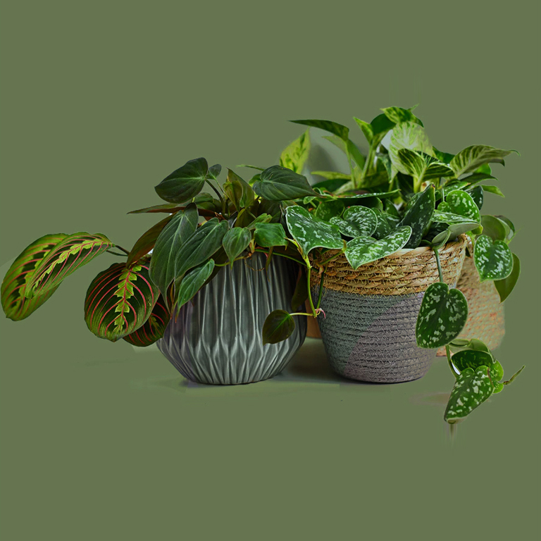 indoorplants
