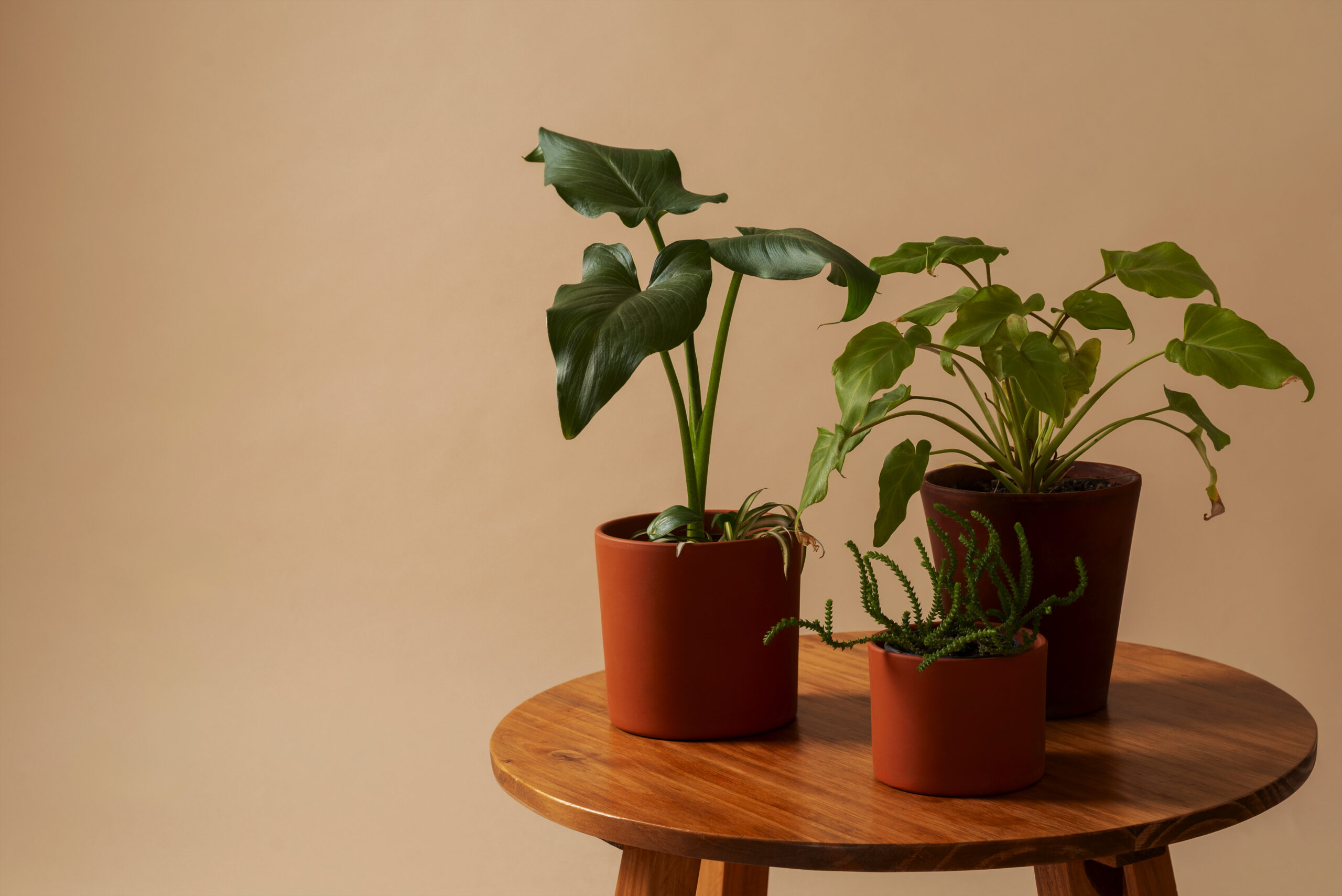 Pots & Planters