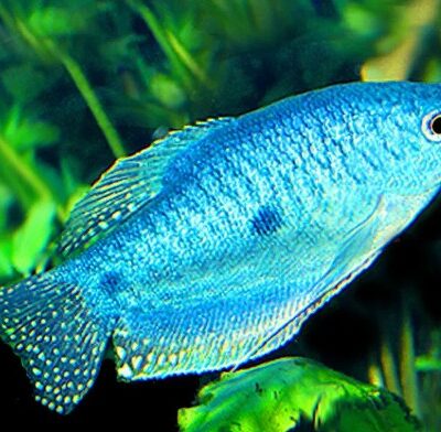 Blue Gourami