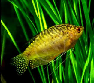 Golden ( Yellow ) Gourami - Image 3