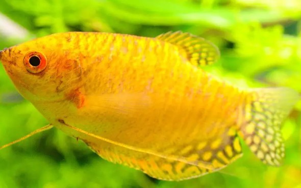 Golden ( Yellow ) Gourami - Image 2