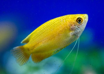 Golden ( Yellow ) Gourami