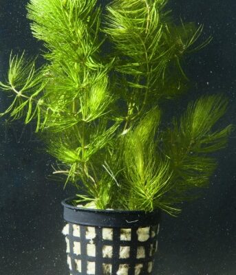 Ceratophyllum demersum (Hornwort)(Coontail)