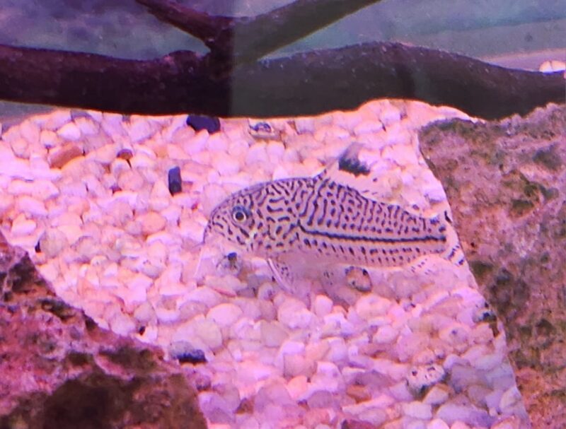 Julii Corydoras - Image 3