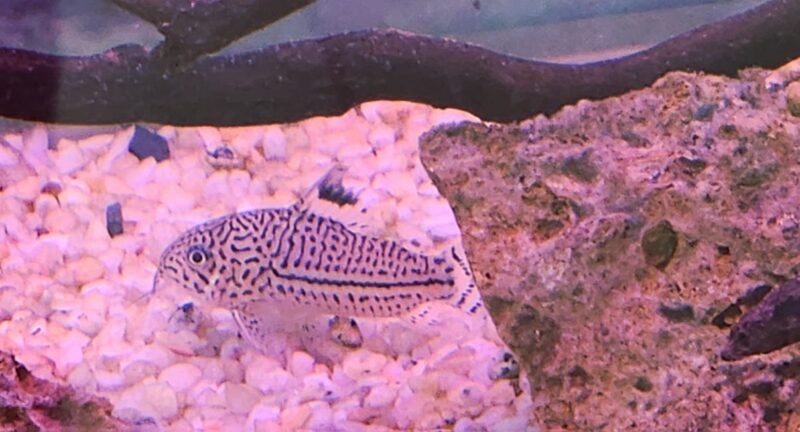 Julii Corydoras - Image 2