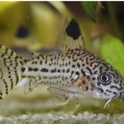 Julii Corydoras