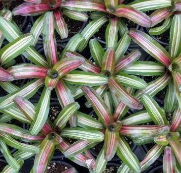Neoregelia ‘Zoe’
