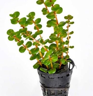 Rotala rotundifolia H'ra