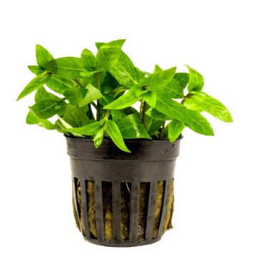 Staurogyne repens