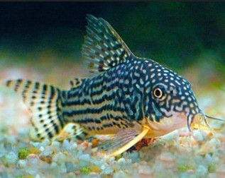 Sterbai cory (Corydoras sterbai)