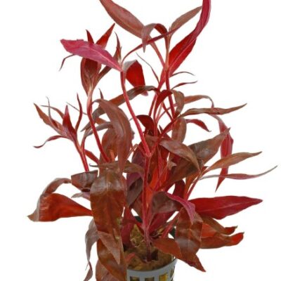 Alternanthera reineckii