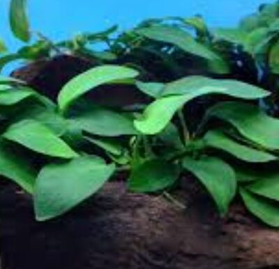 Anubias barteri var. 'nana Narrow Leaf'