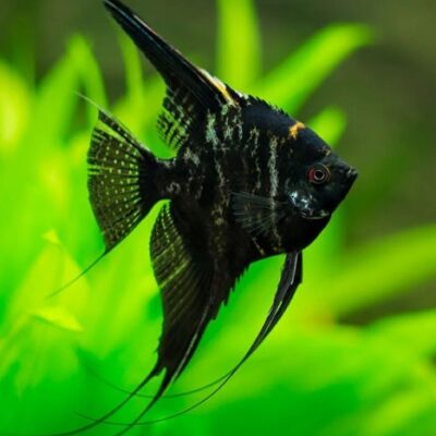 Black Marbel Angel