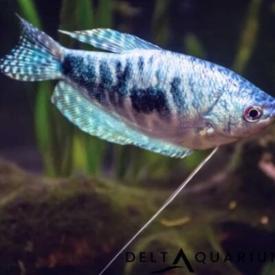 blue gourami 2