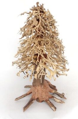 Christmas Tree Bonsai Wood