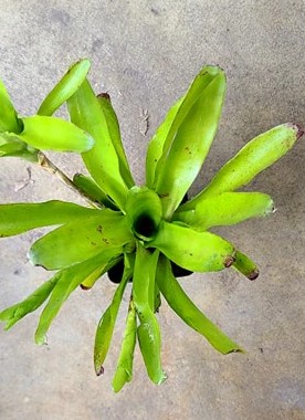 Neoregelia Greenball