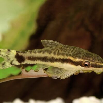 Otocinclus Catfish