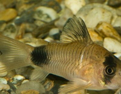 Panda Corydoras (Hoplisoma panda)
